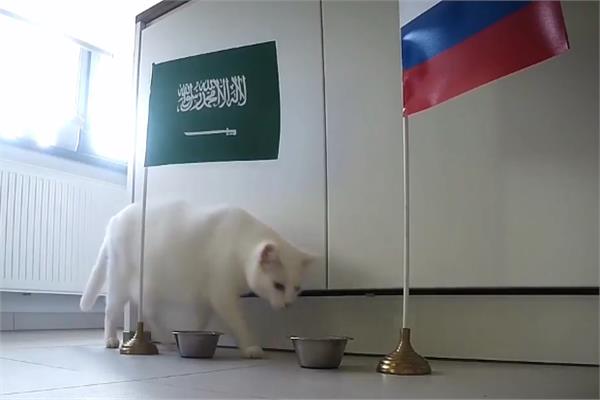 القط "أخيل" يتوقع فوز السعودية