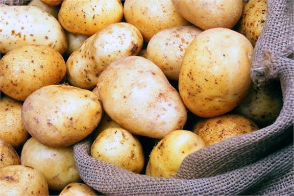 صادرات البطاطس المصرية