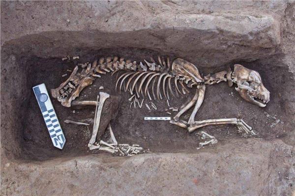 «الآثار»: العثور علي دفنات آدمية وحيوانية بتل آثار غزالة