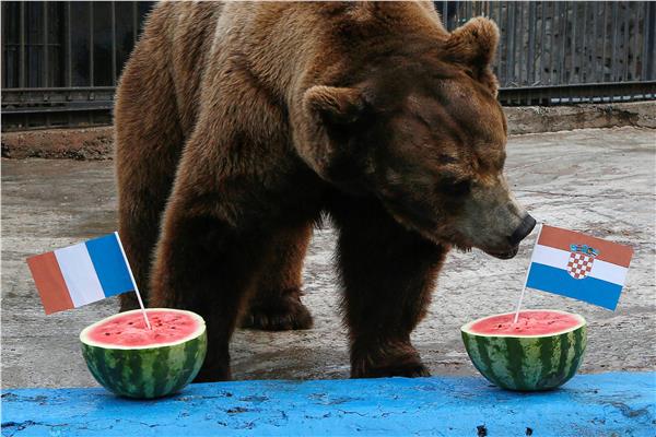 الدب السيبيري بويان - صورة من رويترز