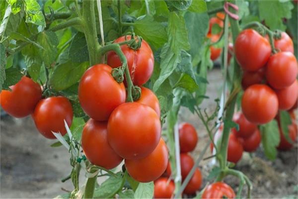  أسعار تقاوي الطماطم عبء على المزارعين
