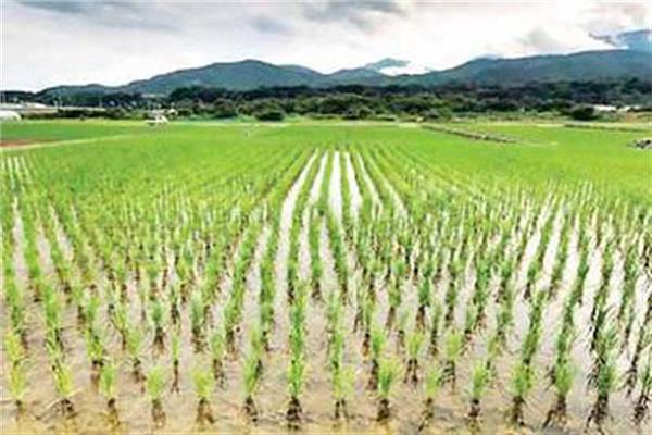 زراعة الأرز المخالفة