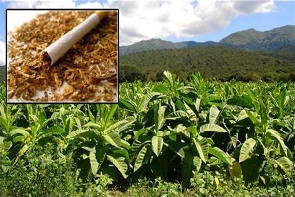 منع زراعة التبغ في مصر 