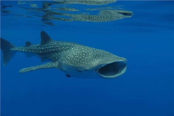  القرش الحوتي «بهلول» يعاود الظهورفي الغردقة  