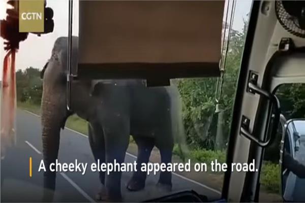 الفيل يعترض طريق الحافلة