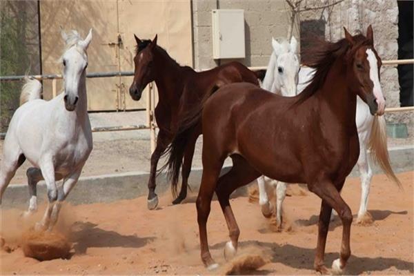 ارتفاع صادرات الخيول العربية إلى 47 حصانا