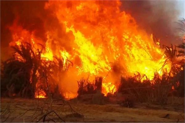 السيطرة على حريق مزرعة مانجو في الهرم دون إصابات
