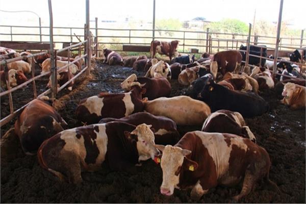 «الزراعة» تطرح 2775 رأس ماشية بسعر موحد57 جنيه للكيلو القائم