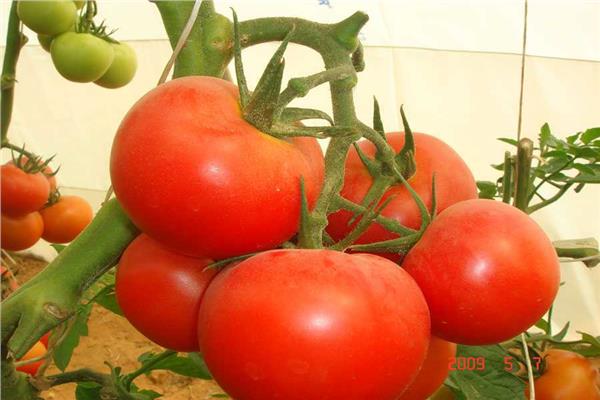 الطماطم - صورة موضوعية