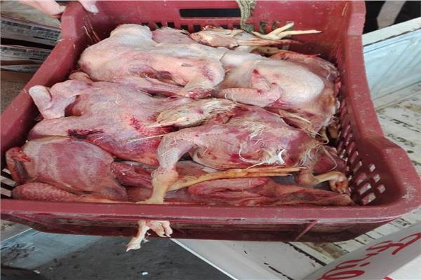 ضبط 16 طنا من اللحوم الفاسدة بالمحافظات