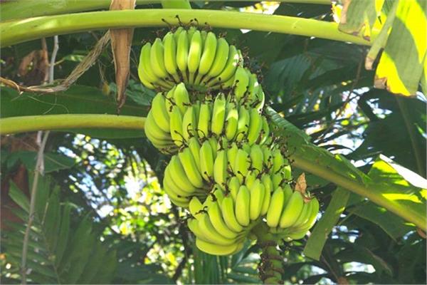 نصائح الزراعة لـ«مزارعي الموز» خلال أكتوبر القادم