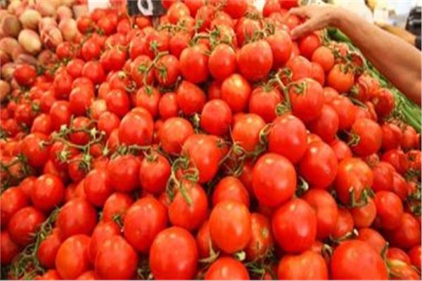 «تقاوي الطماطم»