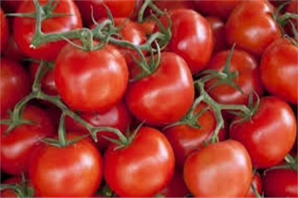 محصول الطماطم 