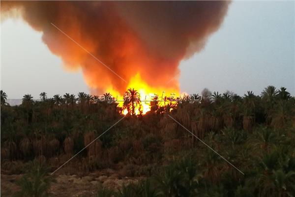 حريق 60 فدان من النخيل في قرية الراشدة