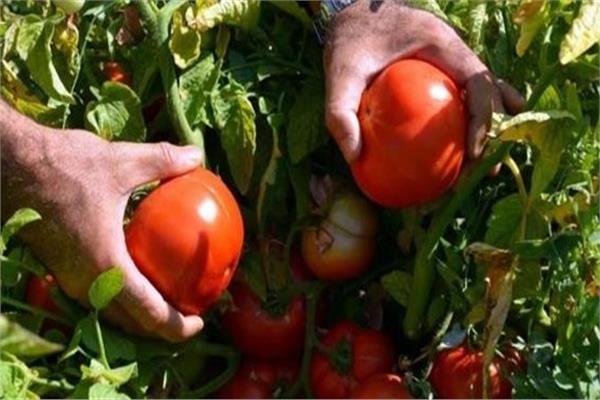 «الزراعة»: توضح سبب ارتفاع أسعار الطماطم بالأسواق