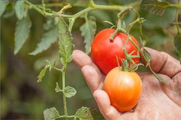 «الزراعة» تحظر استيراد تقاوي «الطماطم 023»
