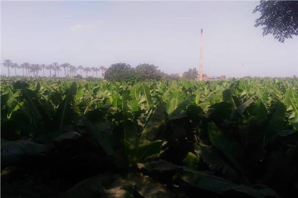 نصائح لمزارعي «الموز» لزيادة الإنتاج وتجنب التغيرات المناخية
