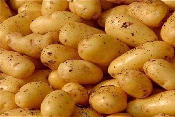 طرح محصول البطاطس العروة النيلية