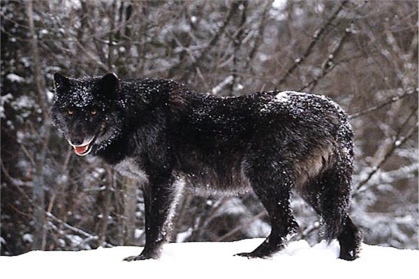 ظهور نادر للذئب الأسود في الصين - صورة أرشيفية