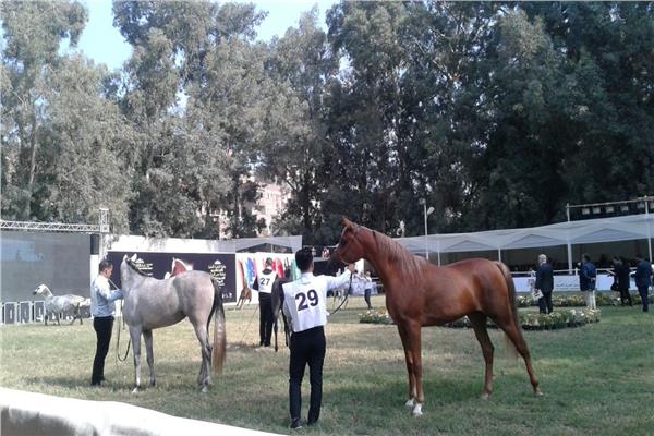 مهرجان الزهراء الثاني والعشرون والبطولة الدولية العشرون لجمال الخيول العربية الأصيلة