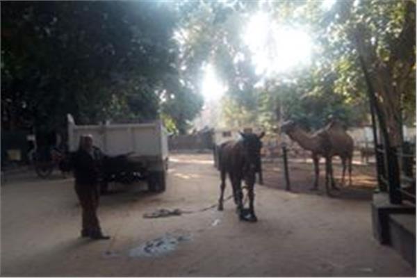 رئيس مدينة شبرا الخيمة يصادر عربة كارو.. ويرسل الحصان الى حديقة الحيوان