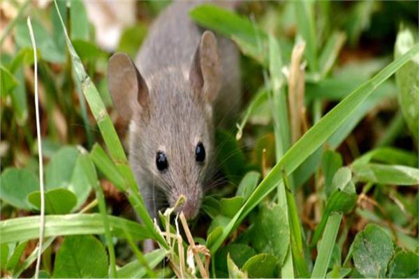 مكافحة الفئران في المحاصيل الزراعية- صورة أرشيفية 