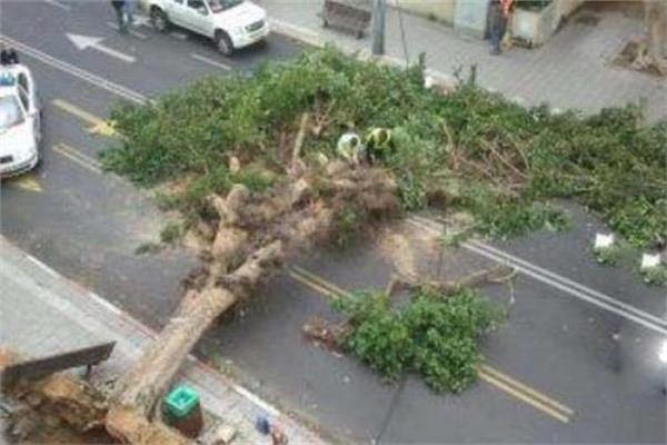 سقوط شجرة 