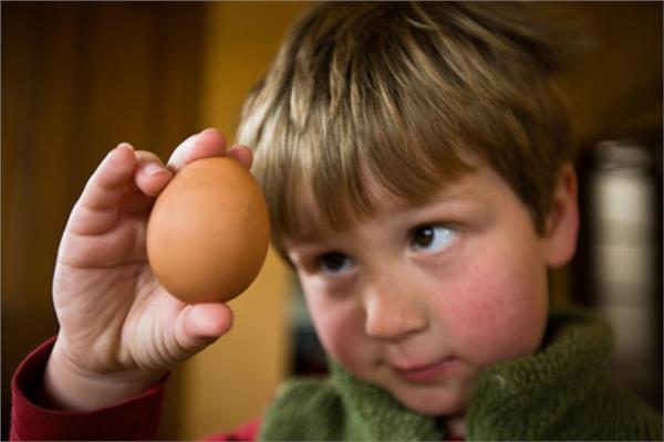 متى يبدأ طفلك يتناول البيض؟