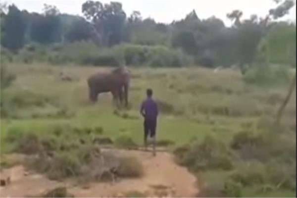 فيل يسحق رجلا حاول تنويمه مغناطيسيا