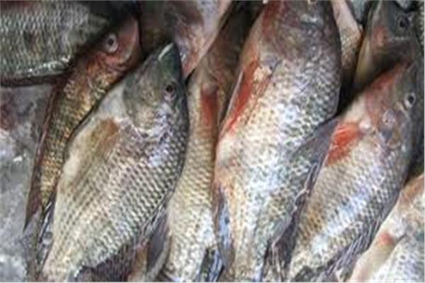 كيفية التفرقة بين سمك المزارع والسمك البلدي وقيمته الغذائية
