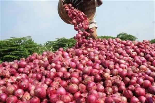 «الزراعة» تعلن عن فتح الأسواق التركية أمام البصل المصري 