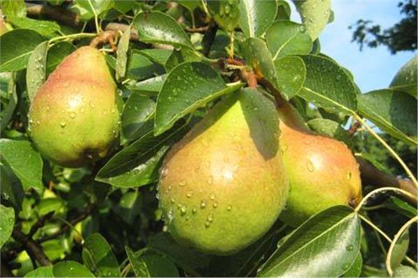 7 نصائح لمزارعي «التفاح والكمثري» يجب إتباعها لزيادة الإنتاج خلال فبراير