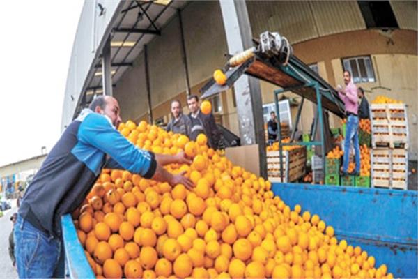 صادرات مصر الزراعية تواصل الانطلاق