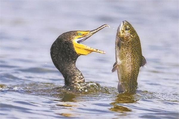 غراب البحر يلتهم الثروة السمكية في بحيرة البردويل