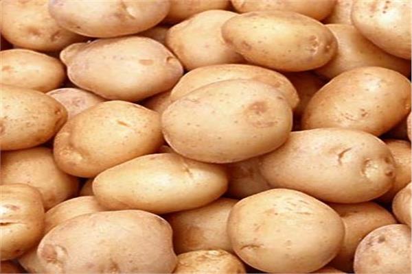 محصول البطاطس - صورة أرشيفية 