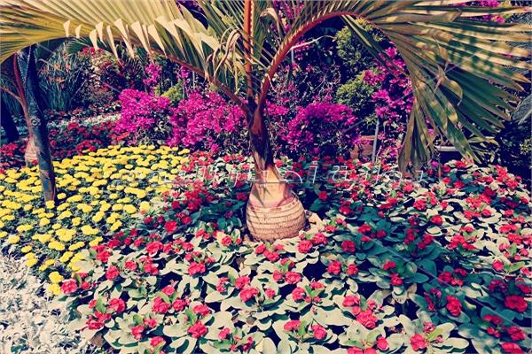 «يا ورد مين يشتريك»..لوحات فنية من النباتات النادرة بمعرض« زهور الربيع»| صور|