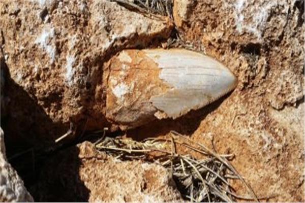 اكتشاف حفريات تعود لأكثر من 34 مليون سنة شمال غربي الصين