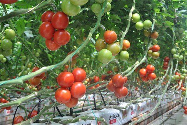 لمزارعي الطماطم.. نصائح مع بدء زراعة العروة الصيفية المتأخرة