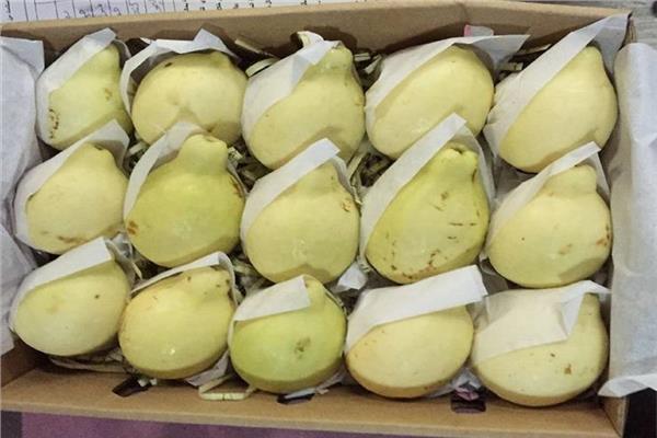 رسمياً.. الاتحاد الأوروبي  يوافق على عدم فرض أية فحوصات إضافية على الجوافة المصرية