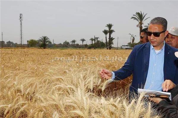 محافظ سوهاج يتفقد حقول القمح