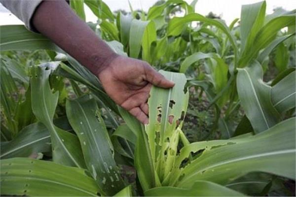 «الزراعة» إاتخاذ الإجراءات اللازمة حيال دودة الحشد الخريفية