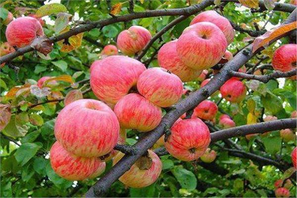 لمزراعي التفاح والكمثري.. نصائح لحماية الأشجار خلال يونيو