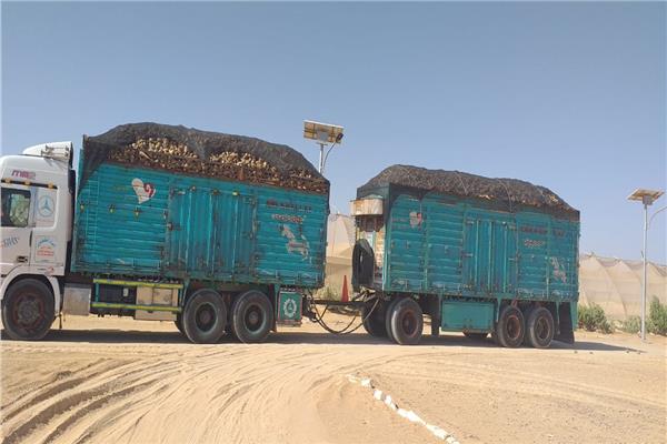 «الزراعة» تواصل حصاد البنجر من مشروع غرب المنيا وتوريد 1400 طن
