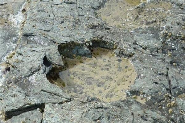 الصين:اكتشاف آثار أقدام لحفرية ديناصور تعود إلى 100 مليون عام