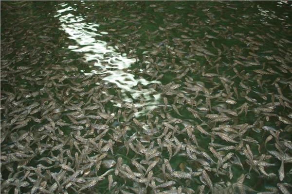 «الزراعة»: إنتاج  180 مليون وحدة زريعة أسماك لتنمية البحيرات
