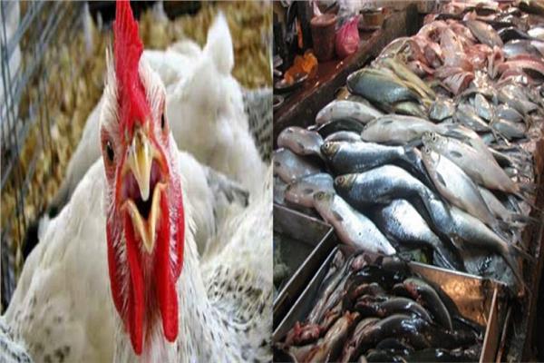 استقرار في أسعار الدواجن والأسماك بالأسواق
