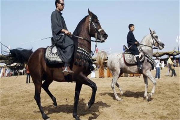  مهرجان الخيول العربيه