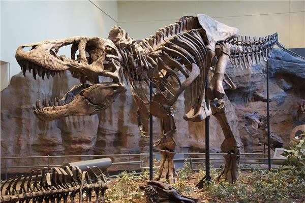 حفرية ديناصور