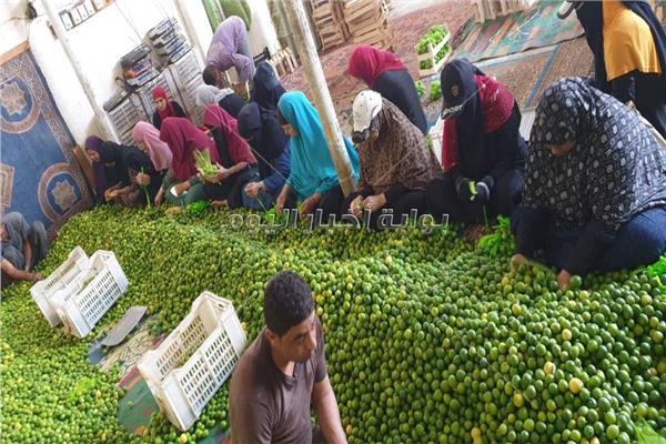 النساء يجمعن الليمون ويجهزونه للبيع