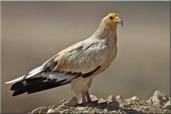 طائر الرخمة المصرية
